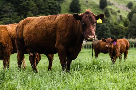 Red Devon Cattle Ahuroa Red Devon