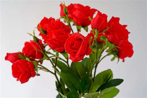 How to Wash Silk Flowers: A Complete Beginner's Guide