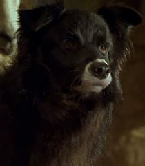 Rex Voice Babe Franchise Behind The Voice Actors