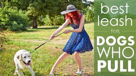 Best Leash For Dogs That Pull 5 Great Options To Reign In An Over