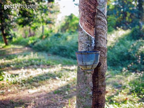 Natural Latex From Rubber Tree In Plantation Forest The Natural Latex