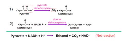 lecture  pyruvate metabolism  cytric acid cycle flashcards quizlet