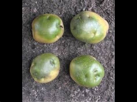 Перебираем картошку.Зеленые картошки. Сорт КАРАТОП. - YouTube