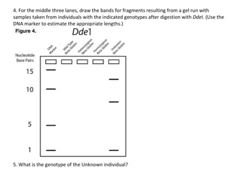 Solved 1 Examine Both The Wild Type And Mutant Sequences