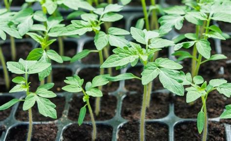 Выращивание рассады томатов в домашних условиях