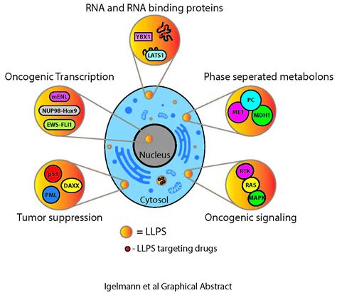 Cancers Free Full Text Liquidliquid Phase Separation In Cancer