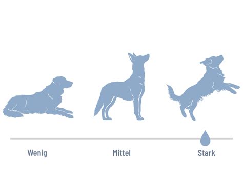 how to train a dogo argentino