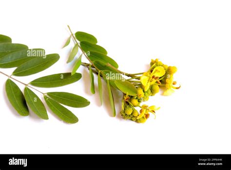 Thai copper pod flower on white background with soft shadow
