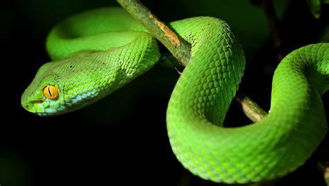 arti mimpi digigit ular  arti mimpi tentang ular lainnya