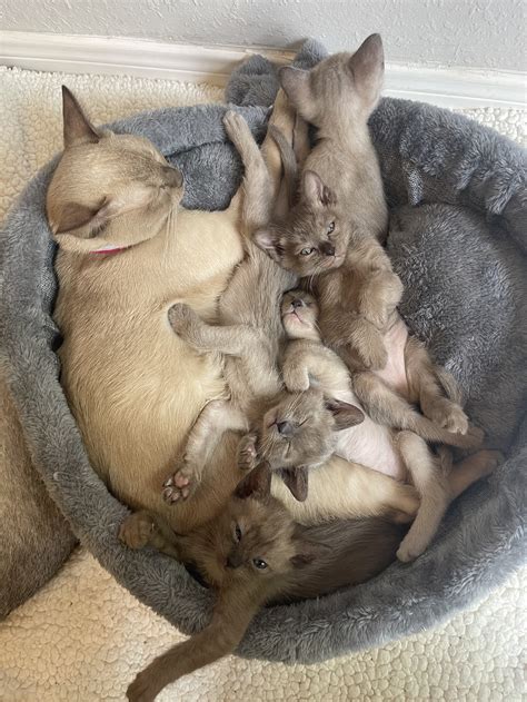 About Us — Companion Cats and Kittens