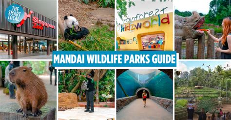 Mandai Wildlife Reserve Singapore Guide