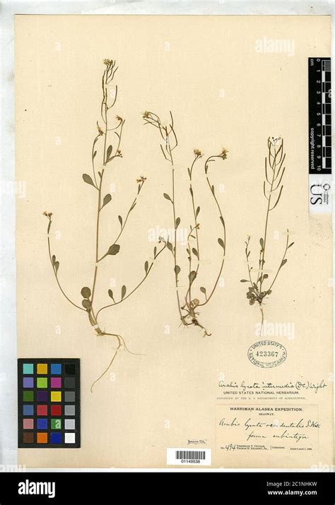 Arabis Lyrata Subsp Kamtschatica Hultn Arabis Lyrata Subsp Kamtschatica