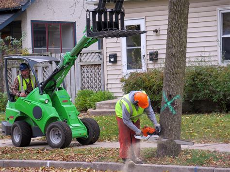 Study: Tree planting pays off for Minneapolis, other cities | MPR News
