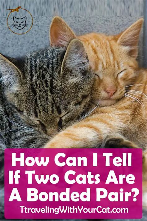 Pairing Off Are My Cats A Bonded Pair Traveling With Your Cat