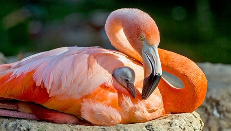american flamingos food