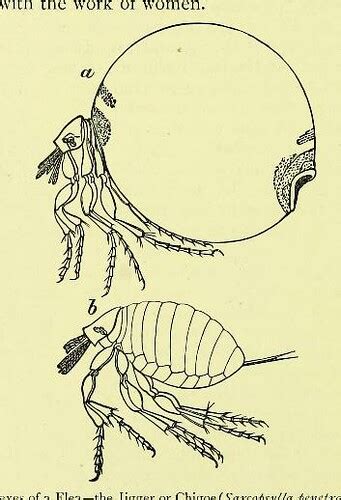 This Image Is Taken From Page Of The Evolution Of Sex Flickr