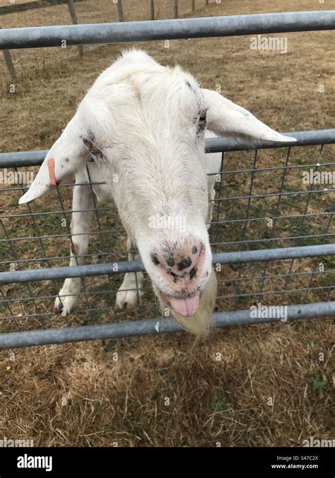 Goat Sticking Tongue Out Stock Photo Alamy