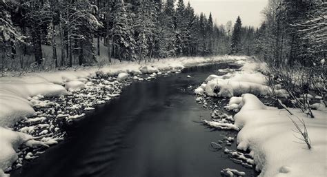 Sfondi Luce Del Sole Paesaggio Foresta Bianca Monocromo La Neve