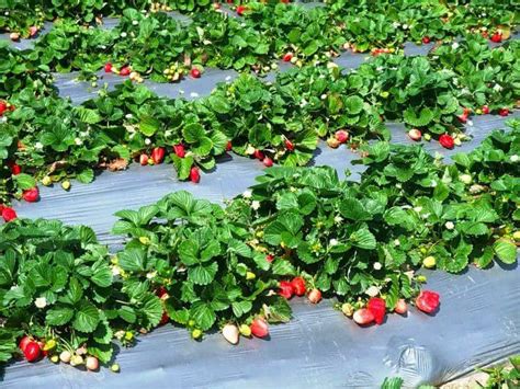 Пленка мульчирующая для клубники с перфорацией купить в интернет ...