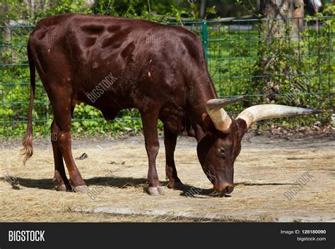 Ankole-Watusi (Bos Image & Photo (Free Trial) | Bigstock