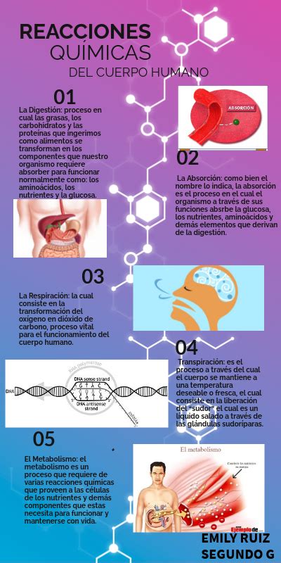 Reacciones Quimcasdel Cuerpo Humano