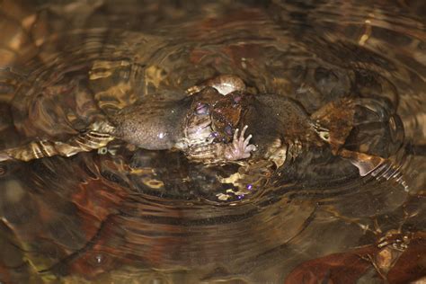 Giant Spiny Frog Quasipaa Spinosa 2 Males Fighting Hong Flickr