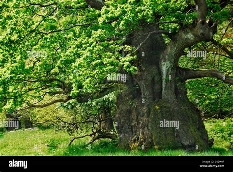 ancient english oak tree uk stock photo alamy