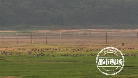 Jiangxi The Main Force Of Migratory Bird Migration The Big Wild Goose