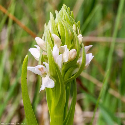 White Early Marsh Orchid Dactylorhiza Incarnata Var Leuc Flickr