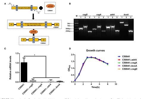 Figure 1 From Biofilm Formation Related Genes CsgD And BcsA Promote The