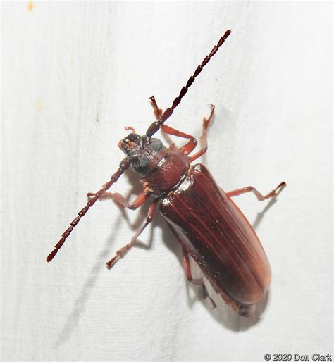 Brown Prionid Beetle Orthosoma Brunneum Grafton Vt Flickr