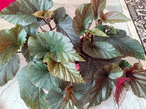 Бегония пятнистая - 68 фото