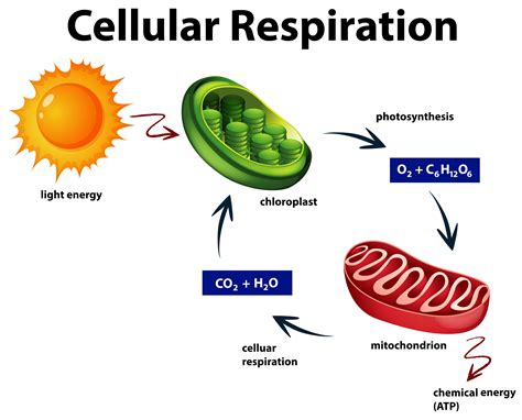 Cellular Respiration Meaning In Biology