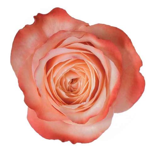 Rose Kahala - Solefarms