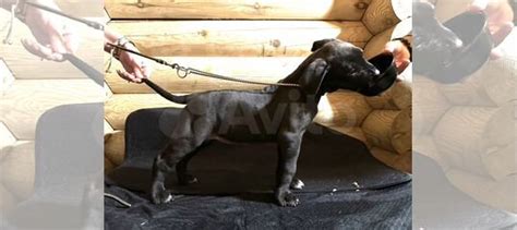 Щенки американского булли (стандарт XL) купить в Мытищах | Животные и ...