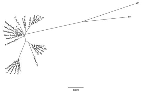 Unrooted phylogenetic reconstruction of the concatenated sequences of ...