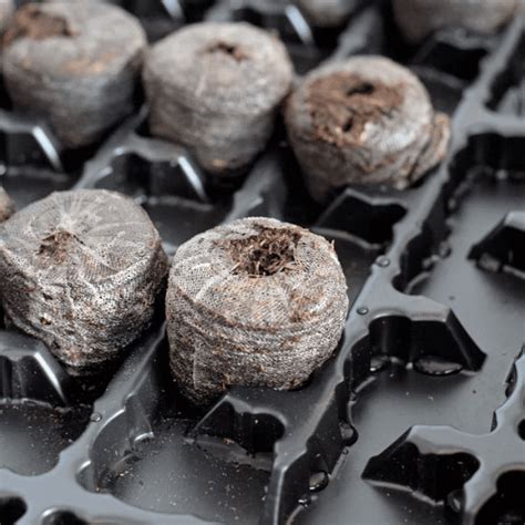 Питомник растений в Ростовской области – Дирижер Сада