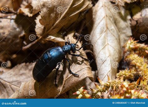 The Violet Oil Beetle Meloe Violaceus Is A Species Of Oil Beetle