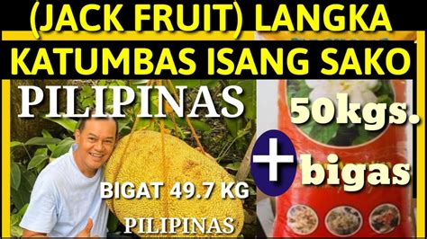 Pinakamabigat At Pinakamalaking Langka Jack Fruit Nadiskubre Sa