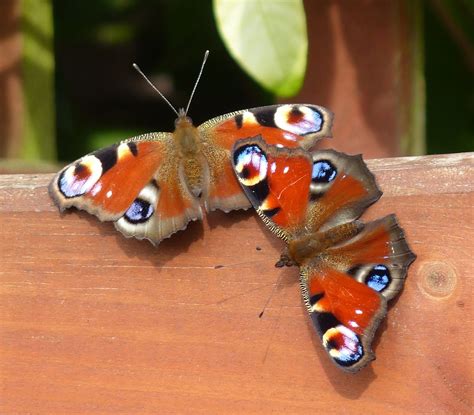 wild  wonderful    largely uk butterfly species