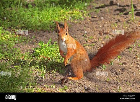 Park Green Brown Brownish Brunette Eyes Rodent Ears Look Glancing See