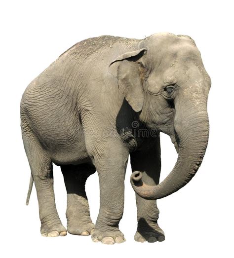 Side View Of An African Elephant Lifting Its Trunk Isolated Stock