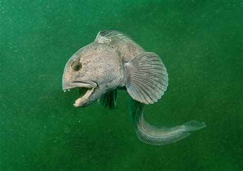 Atlantic Wolffish Sjávarlíf