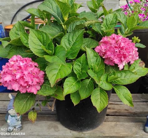 Цветы для дома и сада | Йошкар-Ола | ВКонтакте