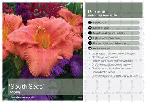 Walters Gardens Hemerocallis South Seas Display Card