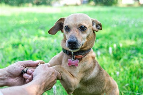 Paws Of Dog In Hands Of Owner Concept Of Friendship And Relationship
