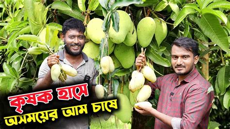 অসময়ের কাটিমন আম চাষ বিঘায় ৪ ৫ লাখ টাকা বিক্রি উদ্যোক্তার খোঁজে