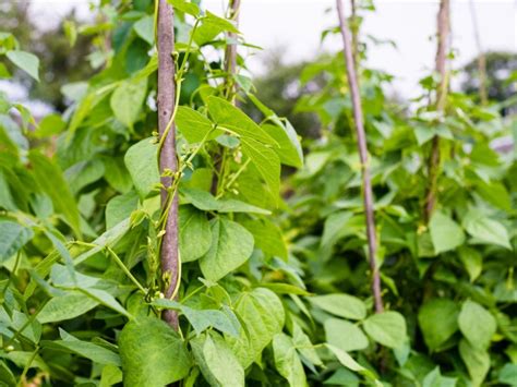 Pinching Pole Beans Stunting Pole Bean Growth With Pinching Or Pruning Gardening Know How