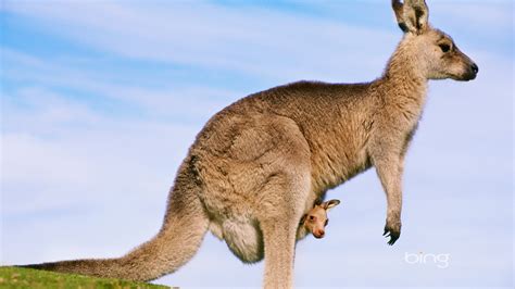 🔥 40 Baby Kangaroo Wallpapers Wallpapersafari