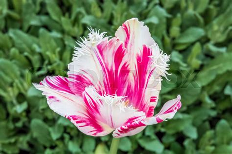 Rembrandt Tulip Stock Image Colourbox